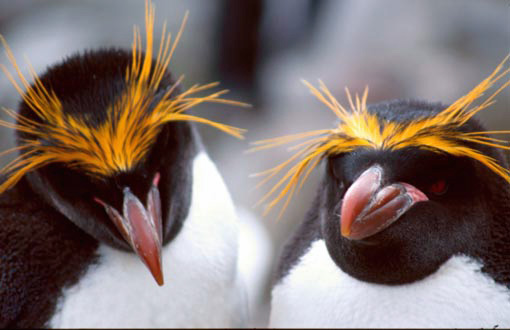 Serie 12: ANTARKTIS 2000