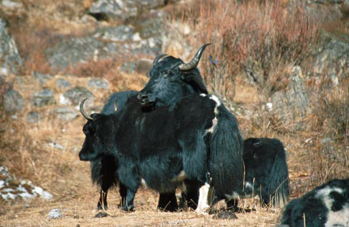 Serie 13: BHUTAN 2000 