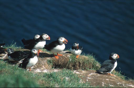 Serie 8: F�r�erne ' 96 - Island '97 